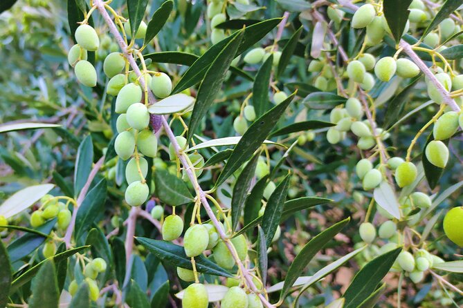 Heraklion Private Olive Oil and Wine Gastronomy tour with Lunch - Kleanthi Olive Farm: learning to taste olive oil