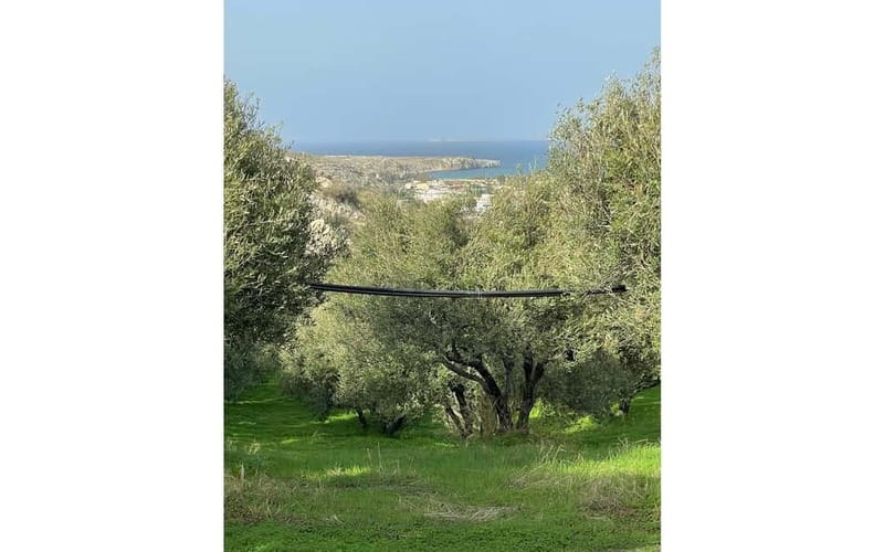 Heraklion: Sunset BBQ in the Olive Grove - The main weakness: food temperature may vary