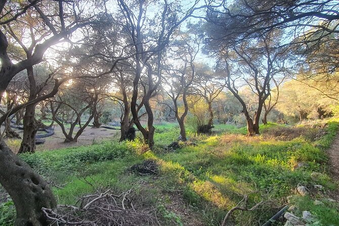 Hiking in the Olive Groves,Villages,Sunset,with Swim Stop - Starting among the trees on the way to Rovinia