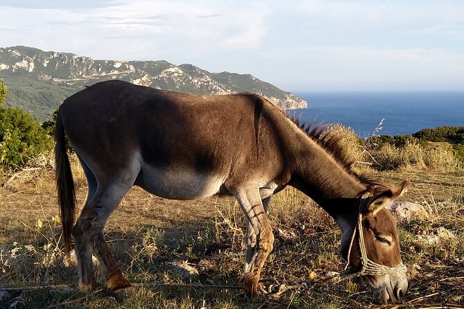 Hiking in the Olive Groves,Villages,Sunset,with Swim Stop - The bird’s-view sunset stop