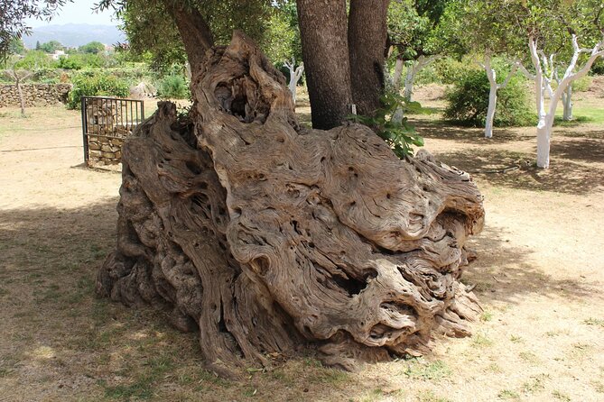 In Crete Discover the miracle of Olive Oil and Organic Fruits - Kalyves, a working farm and fresh fruit