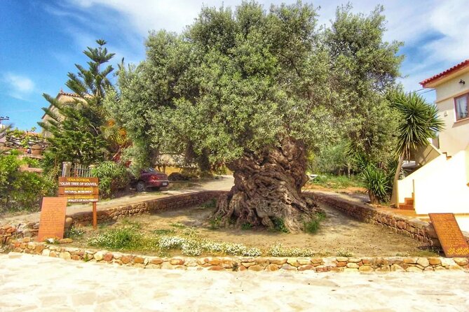 In Crete Discover the miracle of Olive Oil and Organic Fruits - Apokoronas and a monastery tied to olive oil