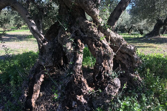 In Crete Discover the miracle of Olive Oil and Organic Fruits - Vryses and the machinery of an older olive mill