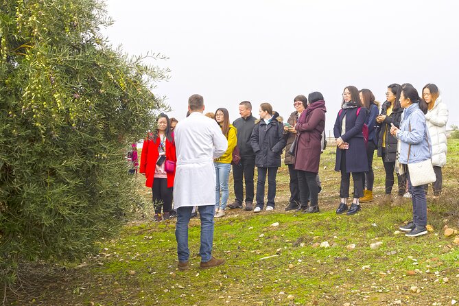 Jaén Discover the Secrets of Olive Oil: Tour & Sensory Tasting - Starting among Bailén’s ancient olive groves