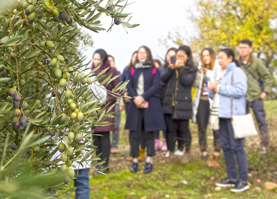 Jaén Discover the Secrets of Olive Oil: Tour & Tasting - The three-oil tasting at the end