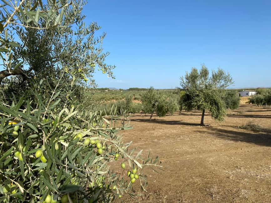 Jaén Discover the Secrets of Olive Oil: Tour & Tasting - What the guide adds to the visit