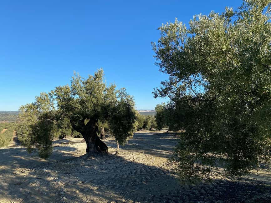 Jaén Discover the Secrets of Olive Oil: Tour & Tasting - Is $31 a fair price?