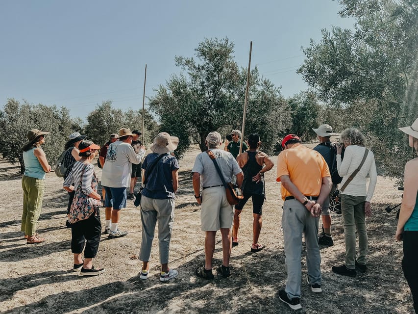 Jaén: Guided Olive Grove Tour - Key points to know before booking