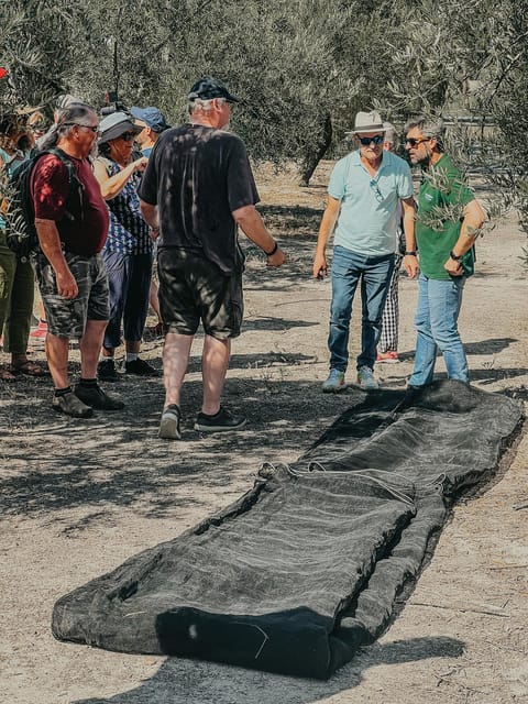 Jaén: Guided Olive Grove Tour - Why an olive grove tour fits a Jaén itinerary