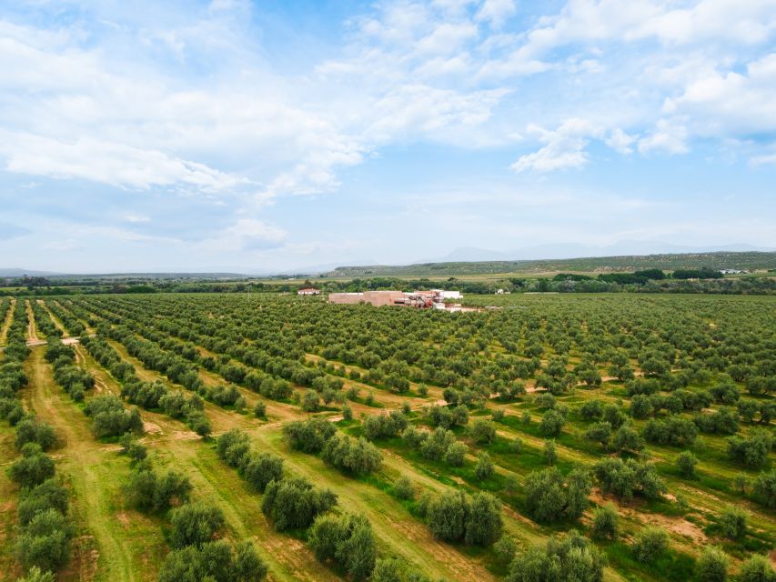 Jaen: Olive oil tour with the 5 senses, grove and tasing - Why this Jaén olive oil tour is worth your time