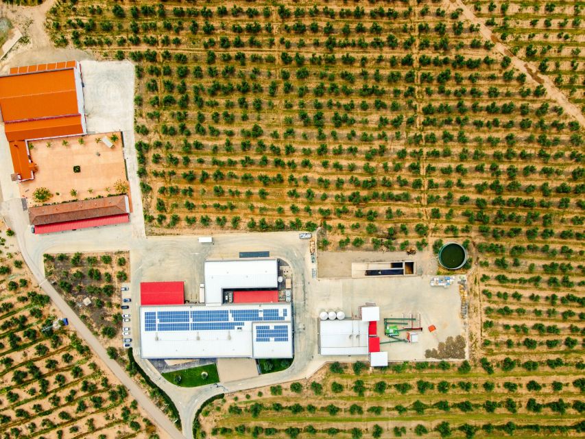 Jaen: Olive oil tour with the 5 senses, grove and tasing - Inside the oil mill: how extra virgin oil is made