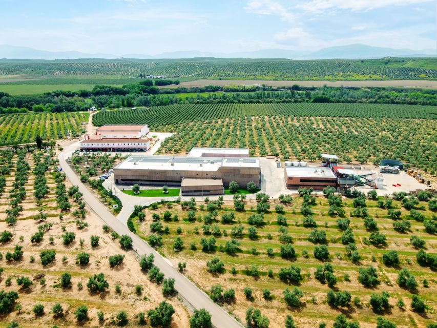Jaen: Olive oil tour with the 5 senses, grove and tasing - The sensory tasting with Aires de Jaén staff