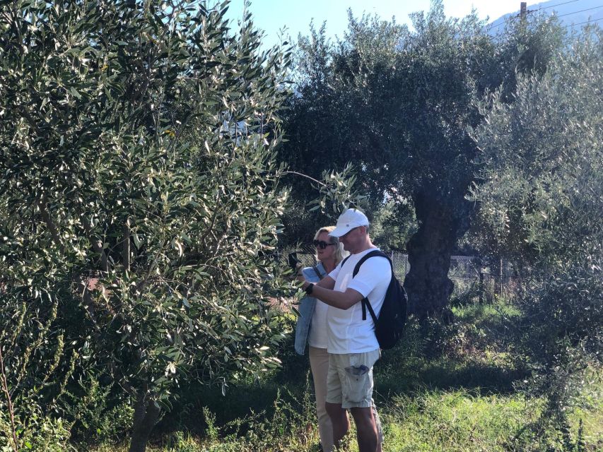 Kalamata, Greece: Organic Olive Grove Tour-Olive oil tasting - Is the $147 price good value?