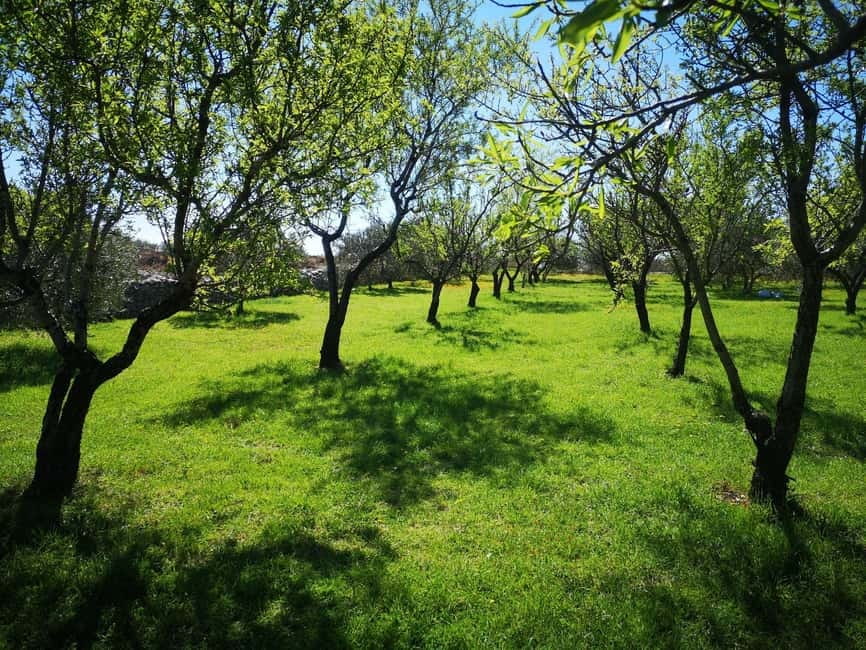 Kastela: Wine & Olive Tasting Tour w/Delicacies & Live Music - A Farm Visit With More Than a Wine Glass