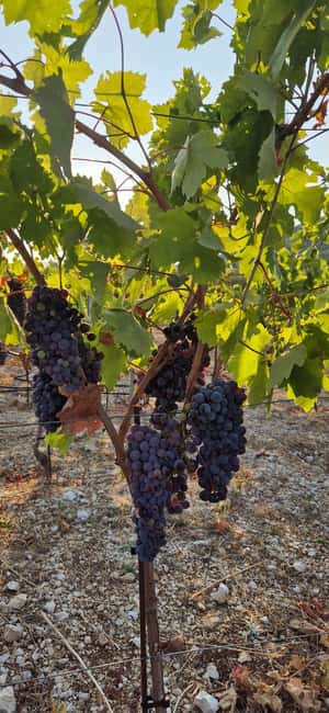 Kastela: Wine & Olive Tasting Tour w/Delicacies & Live Music - How the Timing Works