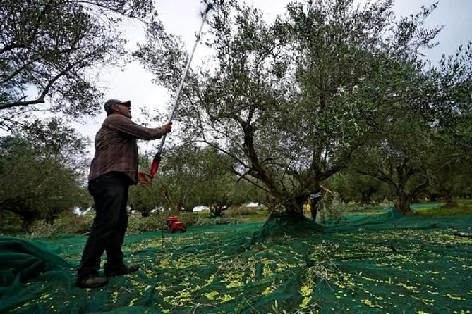 Katakolon Small Group Tour: Olympic site, Honey/Olive Oil Tasting - The guides make a real difference