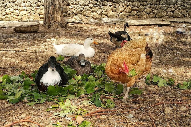 Kefalonia: Private Olive Oil, Honey & Wine Tasting Experience - Pickup, timing, and the practical details