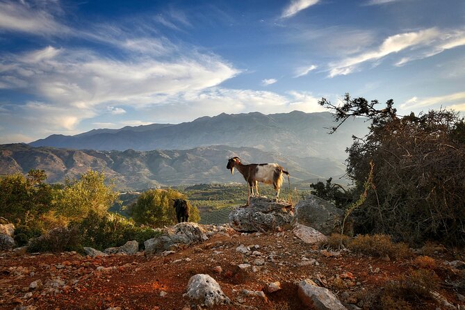 Knossos & Lasithi Plateau: Villages, Olive Oil Tour From Elounda - What the $722.87 group price really buys