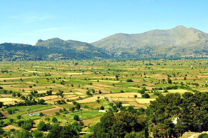 Knossos Palace and/or Zeus Cave + Olive Mill | Local & Private - The ancient plane tree and a short pause
