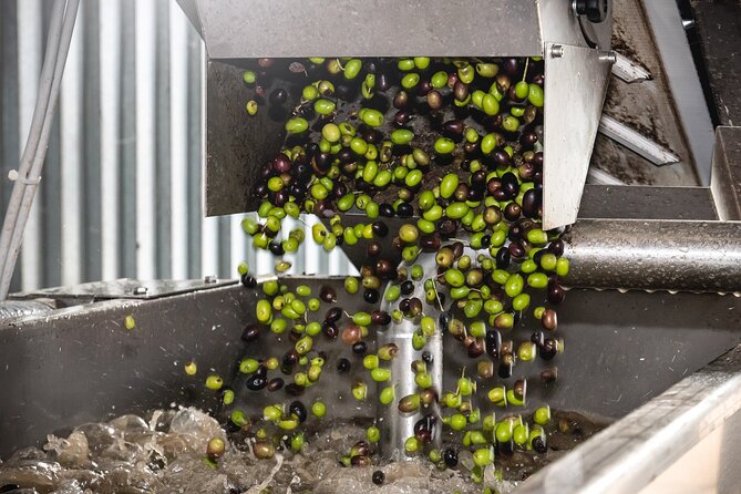 Lake Garda Olive Oil Tour and Tasting Experience - The short schedule and Bardolino pairing