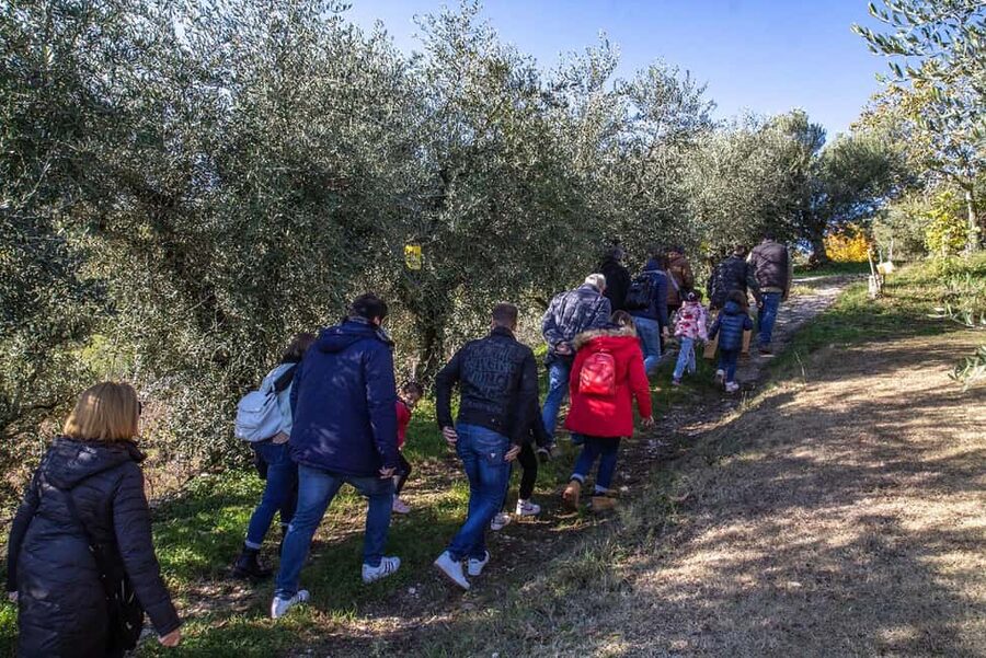 Lake Garda: Tour with 4 Olive Oil Tasting & Local Food - The one-hour tasting: learning to notice the difference