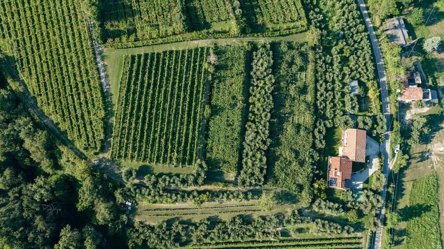 Lake Garda: Tour with 4 Olive Oil Tasting & Local Food - The extra 10 minutes: a closer look before tasting