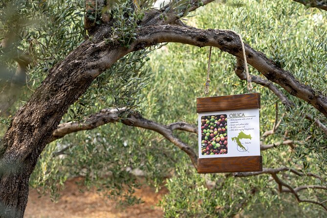 Makarska Tuk Tuk Tour Olive Grove, Scenic Views and Tastings - Quiet roads and higher views above Makarska