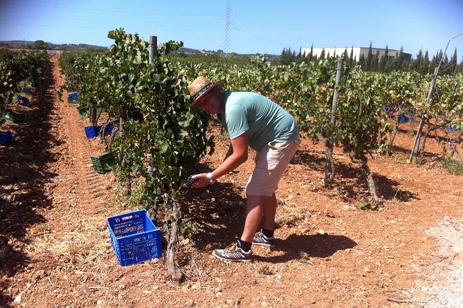 Mallorca Bodega & Olive Minibus Tour incl. Pick-up South Coast - Why this six-hour outing works