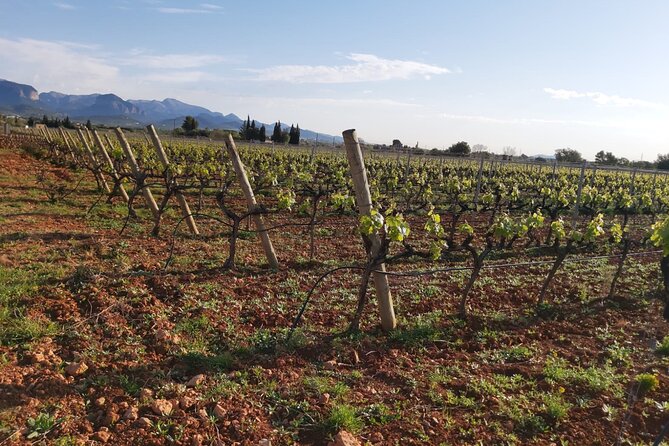 Mallorca Bodega & Olive Minibus Tour incl. Pick-up South Coast - How much value do you get for $203.06?
