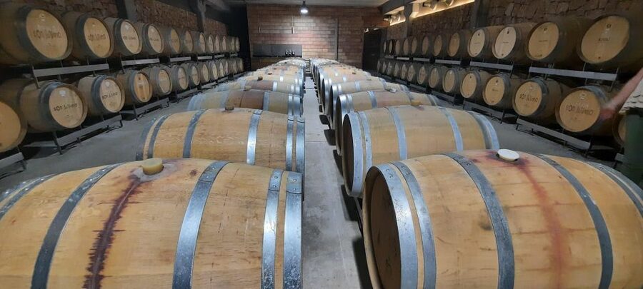 Mallorca: Bodega & Olives Minibustour with wine/oil tasting - Should you book the Mallorca bodega and olive oil tour?