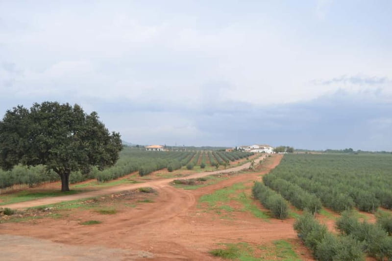 Mallorca: Bodega & Olives Minibustour with wine/oil tasting - Why this Mallorca food tour is worth considering