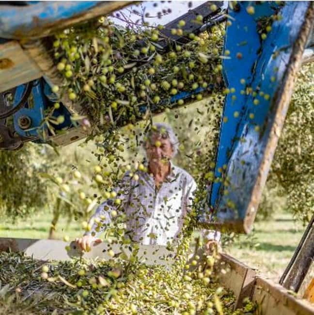 Mallorca: Bodega & Olives Minibustour with wine/oil tasting - The scenic minibus route through the island interior