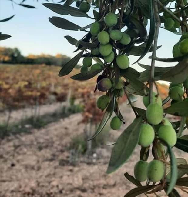 Mallorca: Bodega & Olives Minibustour with wine/oil tasting - What the guide adds to the experience