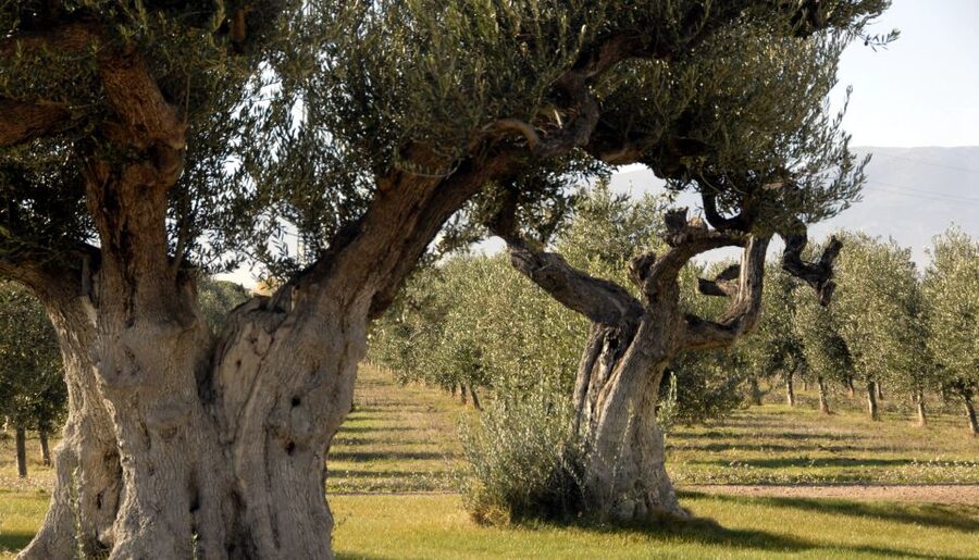 Midday Olive Oil Tour and Visit to Old Town of Belchite - Key Points Before You Book