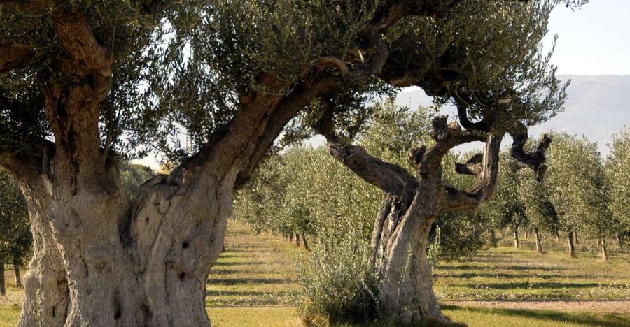 Midday Olive Oil Tour and Visit to Old Town of Belchite - From Zaragoza to the Olive Country