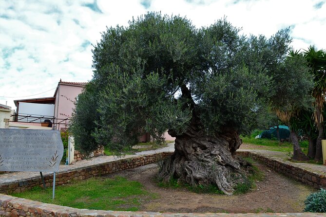 Monastery - Ancient Olive tree & Museum-Cretan Brewery Private Tour from Chania - The Four Things Worth Knowing First