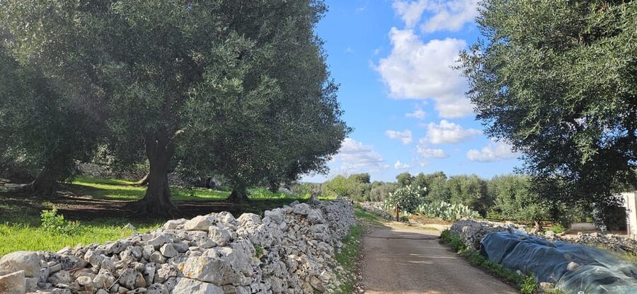 Monopoli: Ancient Olive Groves & Coastal E-Bike Ride - The turquoise cove and summer swim option