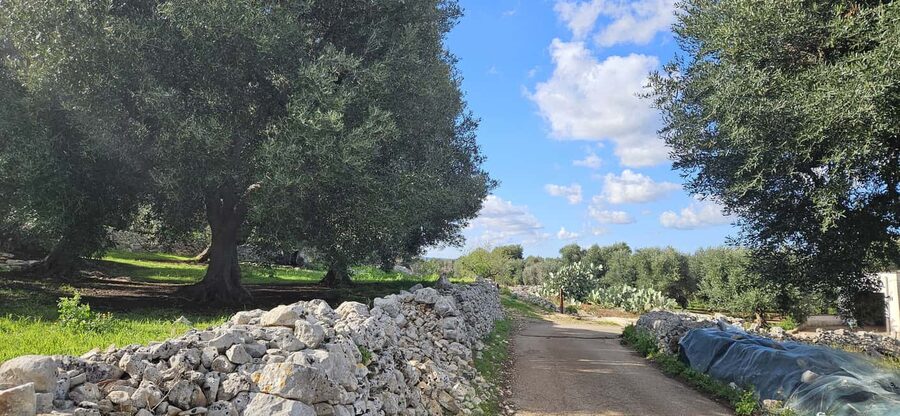 Monopoli: Ancient Olive Groves & Coastal E-Bike Ride - Returning beside the Adriatic
