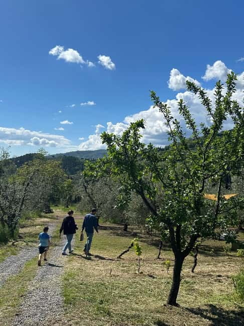 Montecatini Alto: Gourmet picnic among the olive trees with EVO oil pairing - What $100 per person really buys