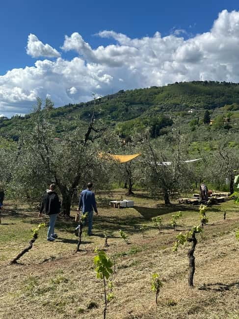 Montecatini Alto: Gourmet picnic among the olive trees with EVO oil pairing - Who will enjoy this Montecatini Alto experience?