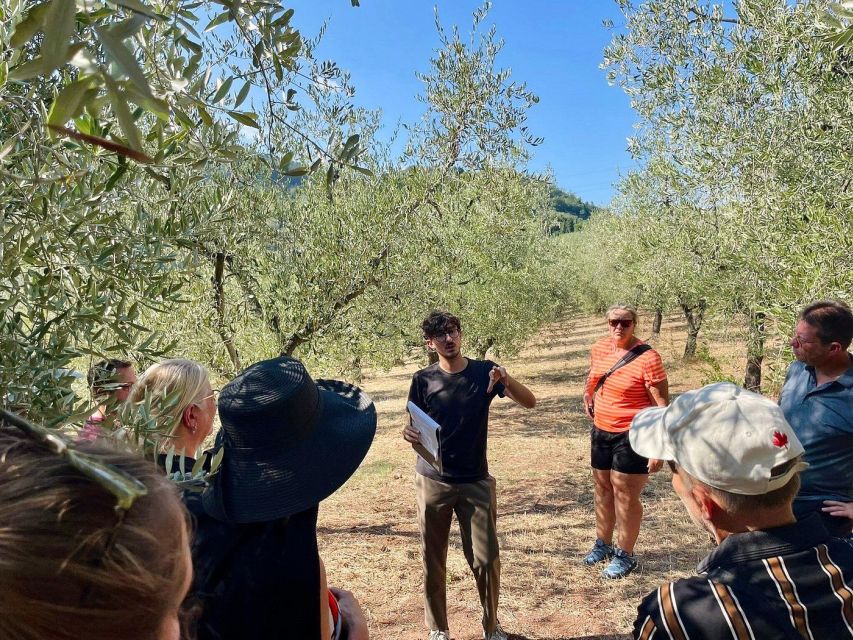 Montecatini Terme: Olive Grove Tour with Oil Tasting - The tasting: learning to judge extra virgin olive oil