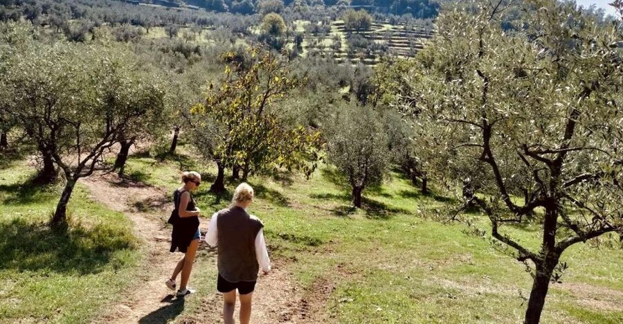 Montecatini Terme: Olive Grove Tour with Oil Tasting - Is $47 a fair price?