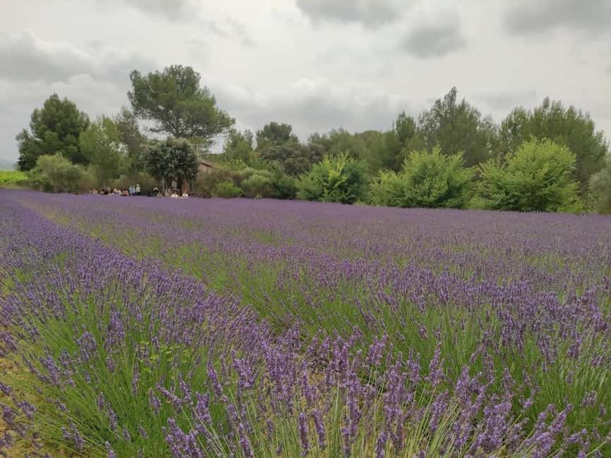 Montpellier:Journée Huile d'Olive, Vin, St Guilhem le Désert - Who will get the most from this tour?