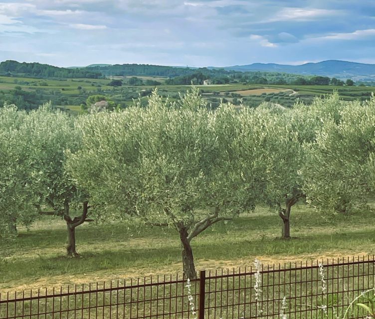Montpellier : Visit lavender field and an Olive Oil Mill - The lavender fields of Hérault, June to July