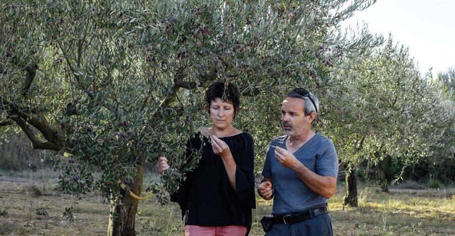 Montpellier : Visit lavender field and an Olive Oil Mill - How the four-hour timing works