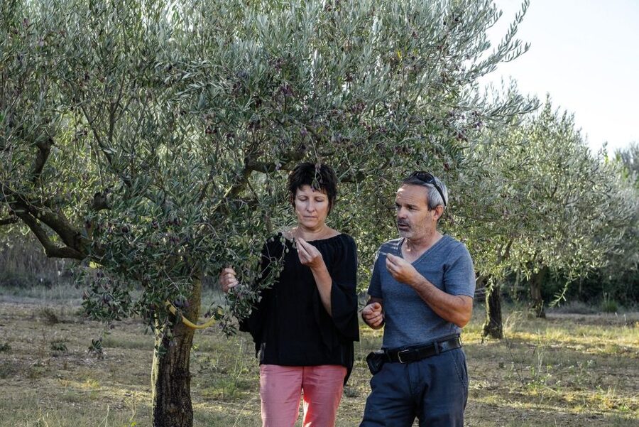 Montpellier : Visit lavender field and an Olive Oil Mill - Who will enjoy this outing most?