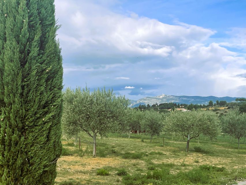 Montpellier : Visit lavender field and an Olive Oil Mill - Practical tips for a better visit