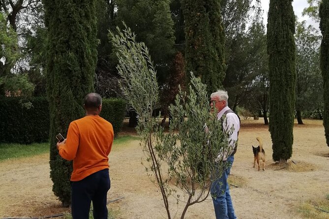 Morning Tour and Olive product tasting - Key points to know before you go