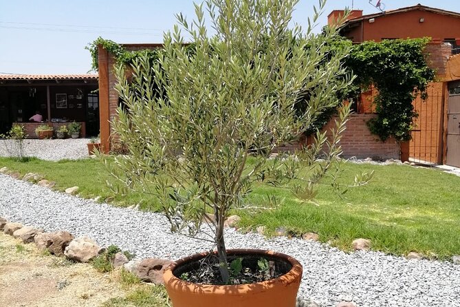 Morning Tour and Olive product tasting - The farm’s hospitality and personal story