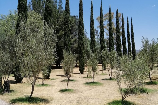 Morning Tour and Olive product tasting - Learning how extra virgin olive oil is made